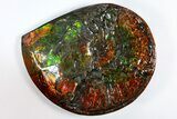 Ammonite Fossil with Mosasaur Bite Marks - Precious Ammolite! #311334-3